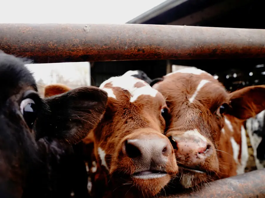 What is non-veg milk? Here's why it has become a 'non-negotiable red line' for India-US trade deal