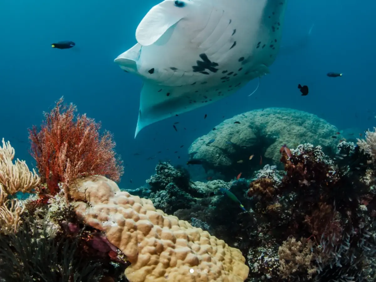 Mission Blue (2014)