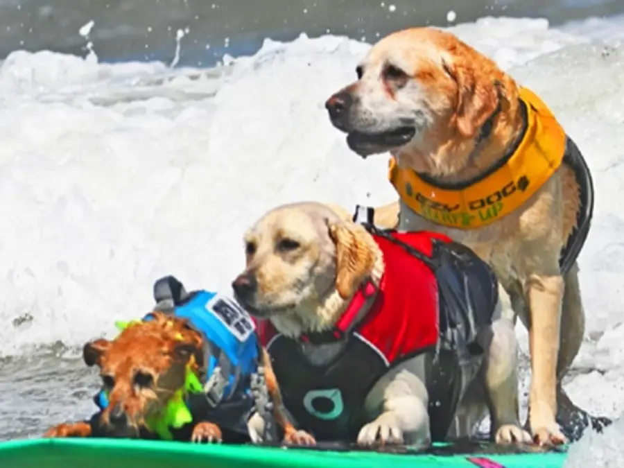 Bark to the beach! World Dog Surfing Championships return to California in August