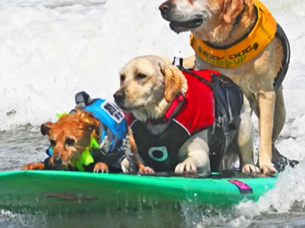 World Dog Surfing Championships Returning to California in August