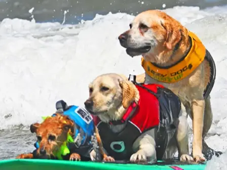 Bark to the beach! World Dog Surfing Championships return to California in August Bark to the beach! World Dog Surfing Championships return to California in August