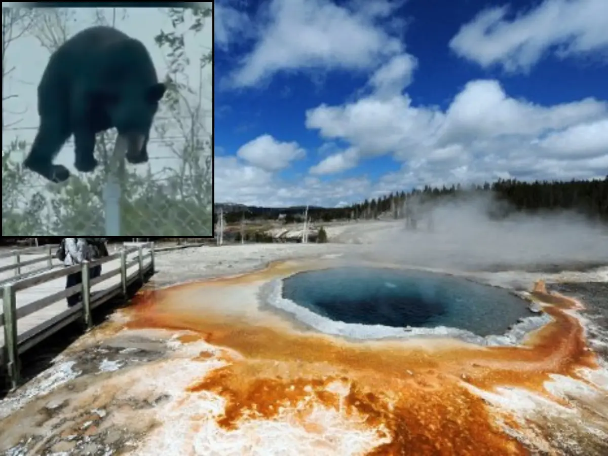 Wildlife exodus at Yellowstone National Park: Have animals sensed a disaster? Wildlife exodus at Yellowstone National Park: Have animals sensed a disaster?