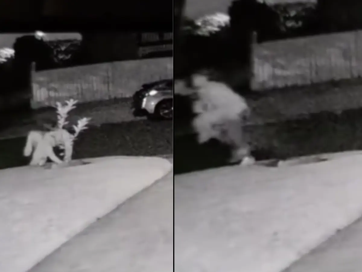 Brisbane woman on the hunt for thief who stole her gin and tonic lemon tree