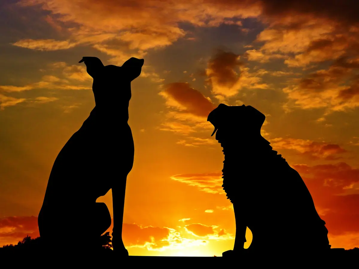 Goa to impose 3-month jail for owning this ferocious dog breed. Does your dog belong to that breed?