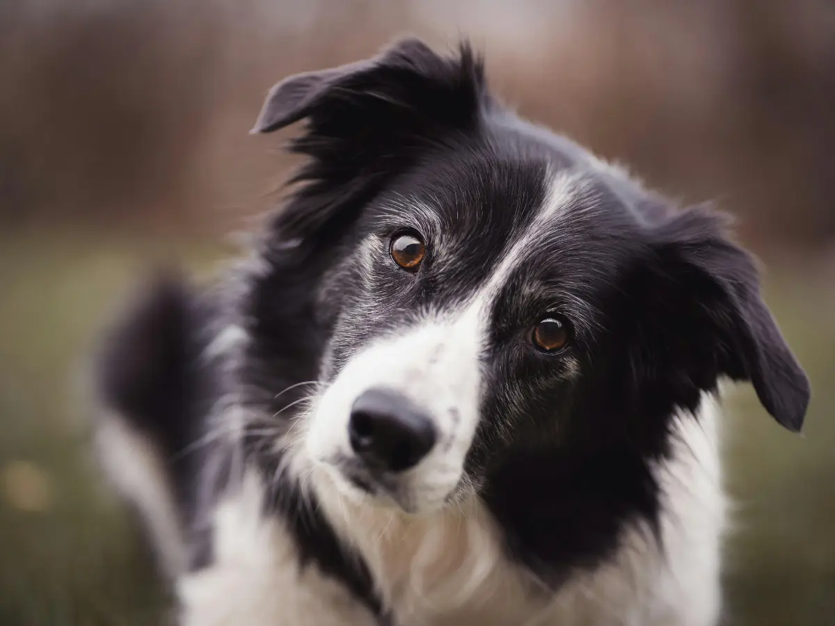China Pet Clinic Under Fire After Killing Dog, CCTV Reveals