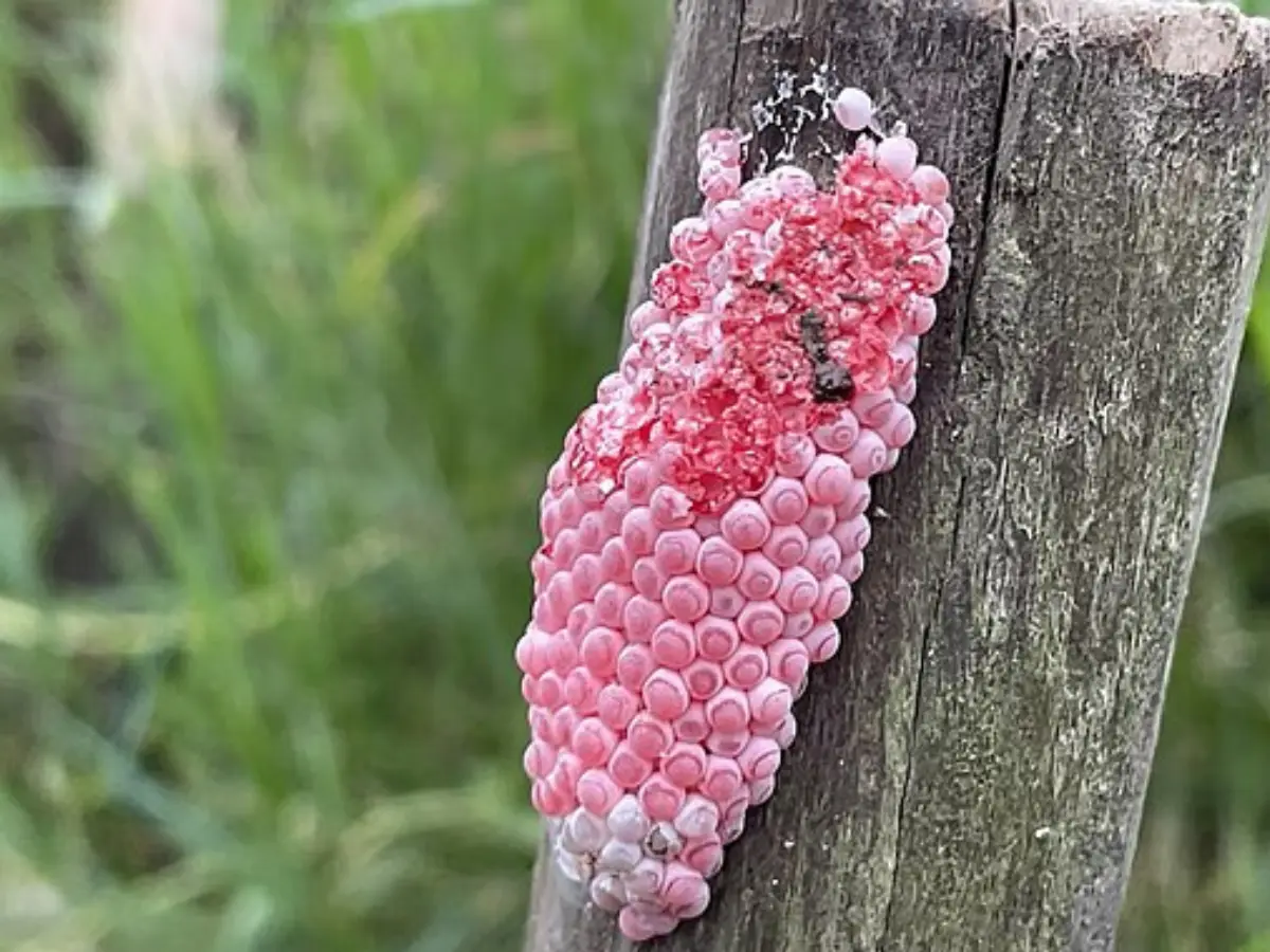Florida Warns of Dangerous Pink Egg Clusters from Invasive Snails