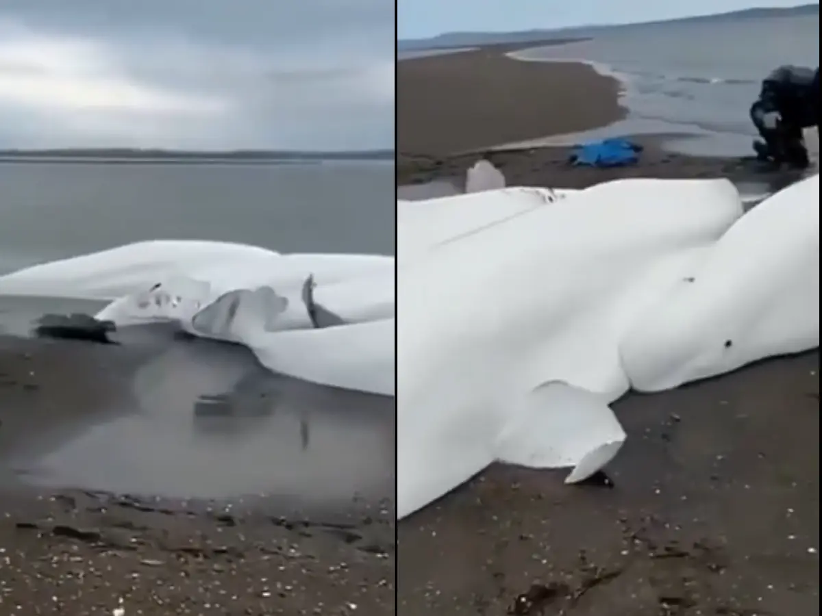 Russia earthquake: No, the tsunami has not left Beluga Whales stranded Russia earthquake: No, the tsunami has not left Beluga Whales stranded