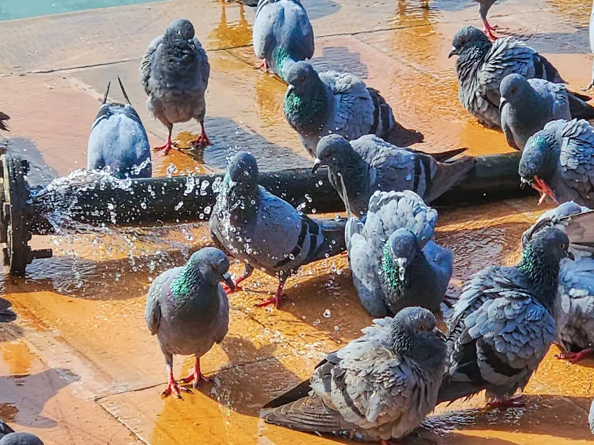 Feeding pigeons could land you in jail in India, what the Mumbai court said Feeding pigeons could land you in jail in India, what the Mumbai court said