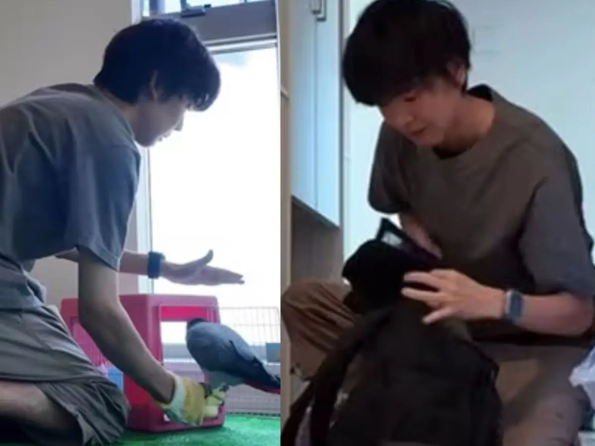 'My priority was getting my pets...': Japanese man grabs pets, flees during mid-breakfast after tsunami warning - WATCH 'My priority was getting my pets...': Japanese man grabs pets, flees during mid-breakfast after tsunami warning - WATCH