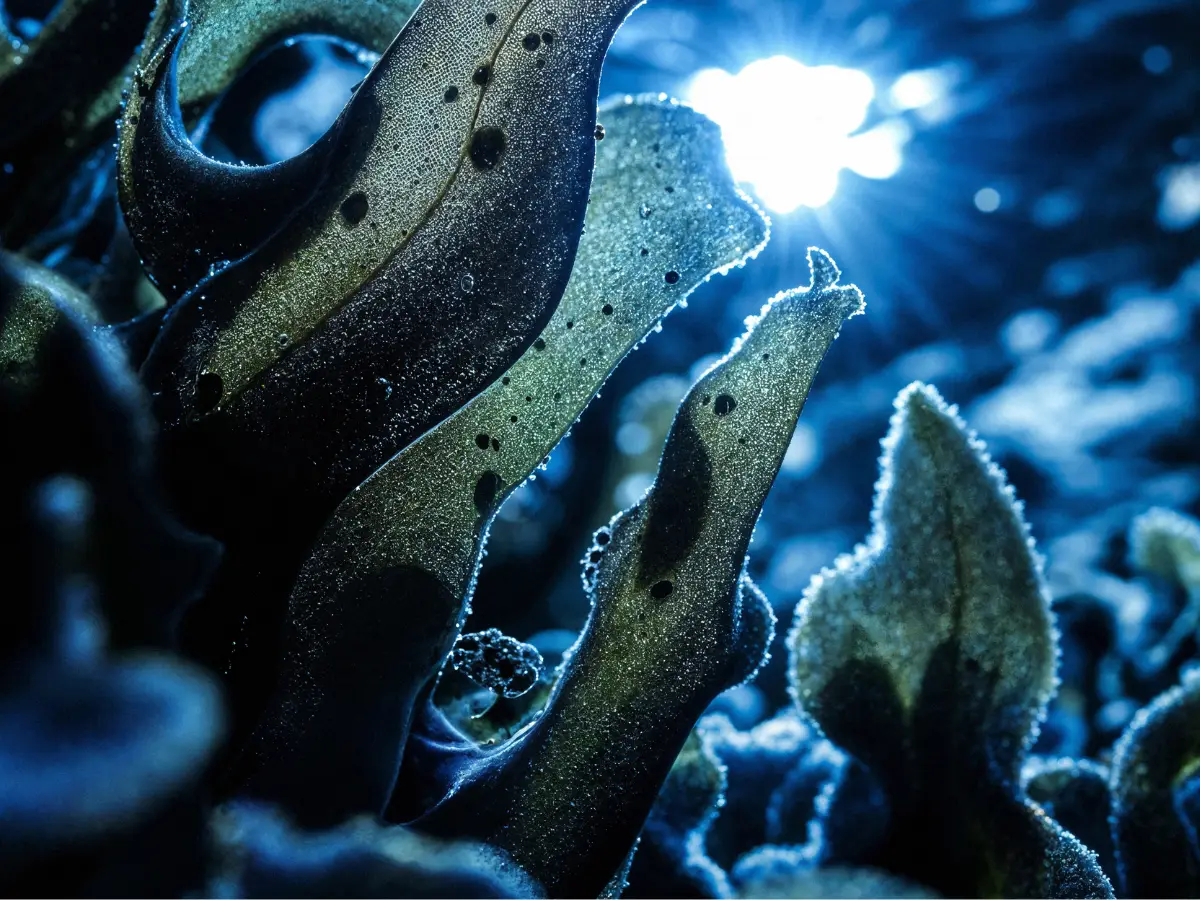 Deep Sea Discovery: Alien-Like Ecosystem Found in Darkness