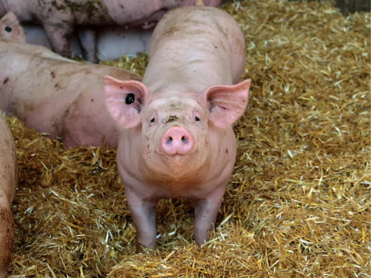Mexico Uses Pigs to Unearth Cartel Victims