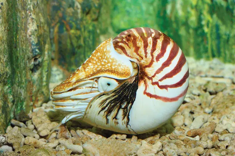 Nautilus 500 million years old