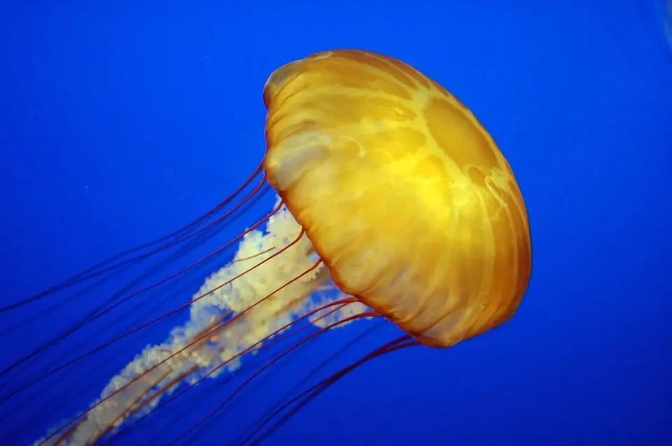 Jellyfish over 500 million years old
