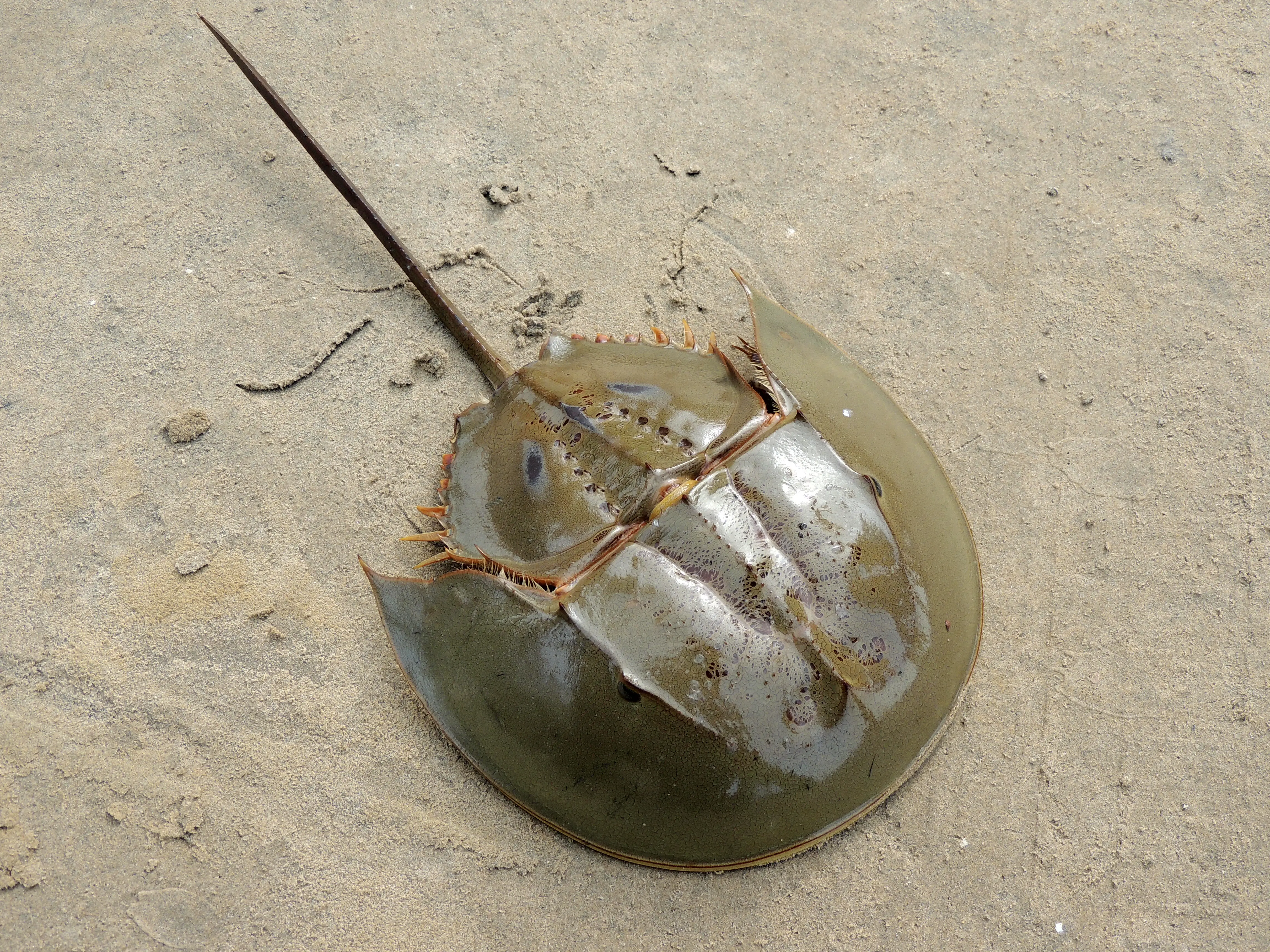 Horseshoe crabs are around 450 million years old