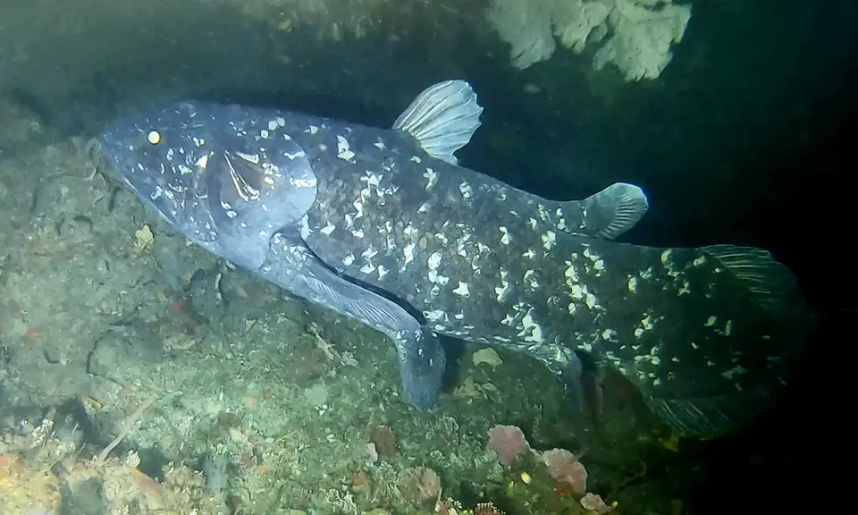 Coelacanths are considered around 400 million years old