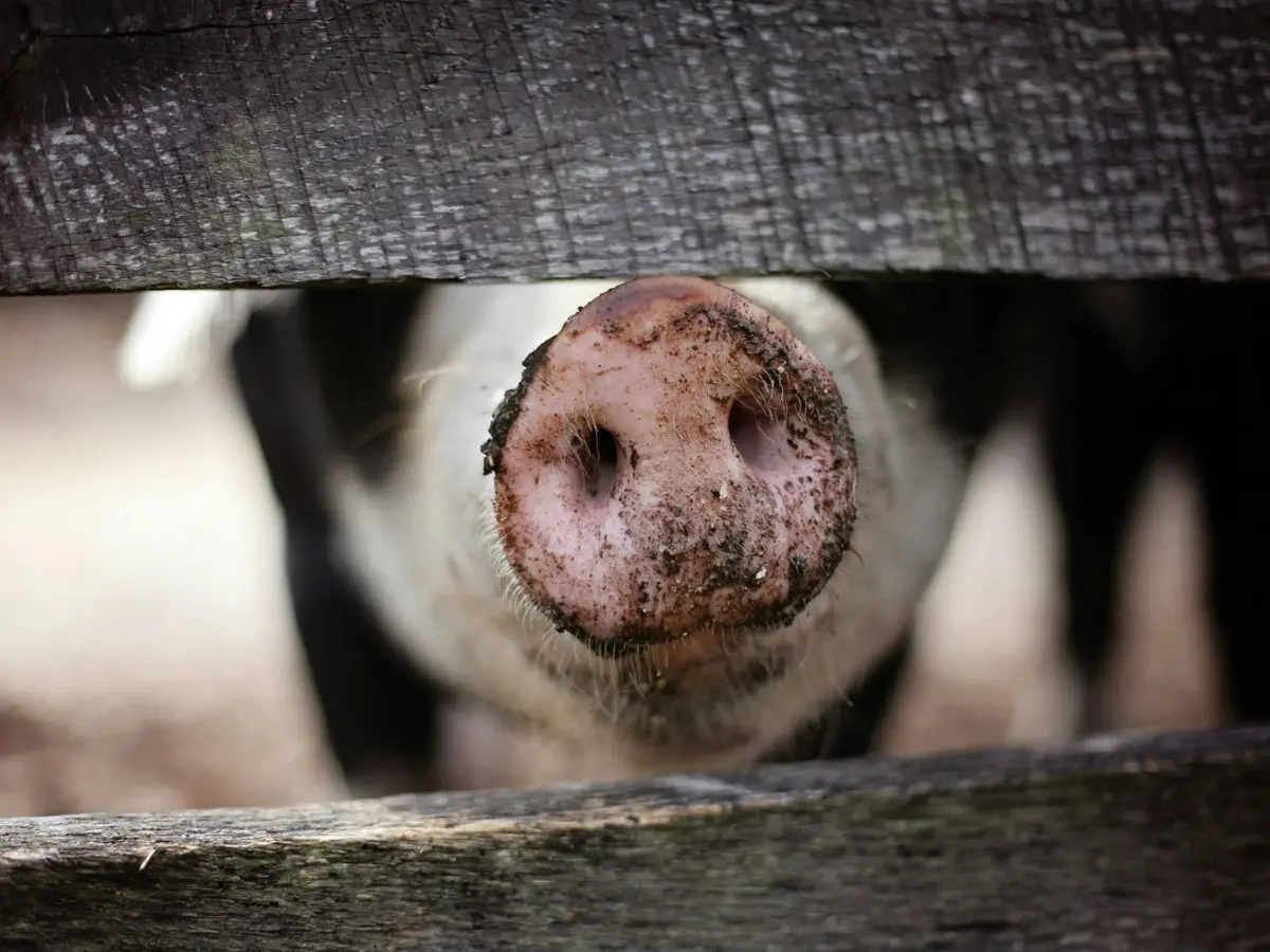 How dead pigs in human clothes are helping solve a major murder mystery in Mexico How dead pigs in human clothes are helping solve a major murder mystery in Mexico