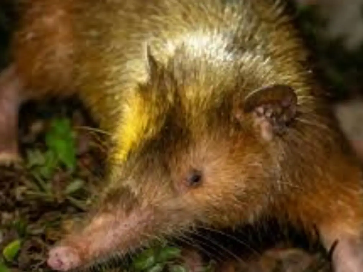 Cuban Solenodon