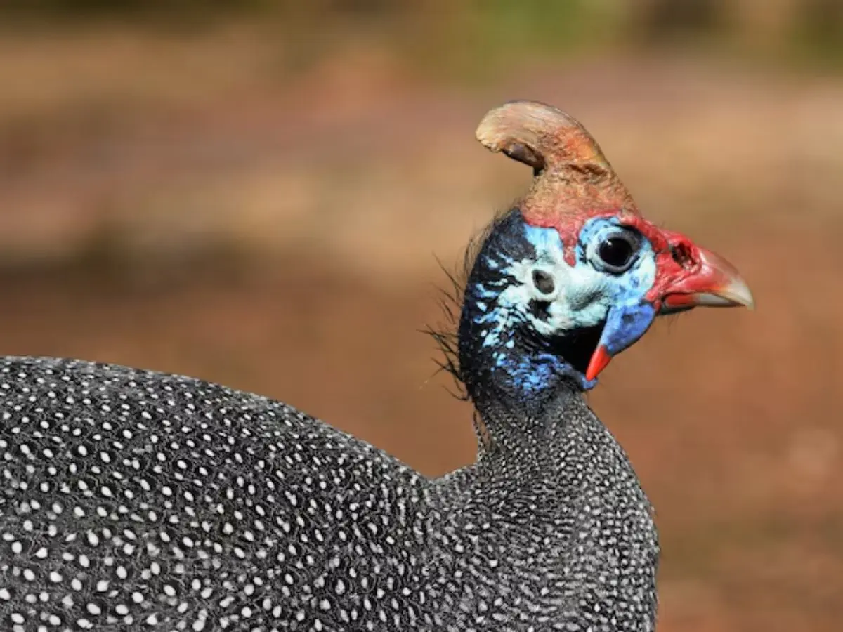 Takahe