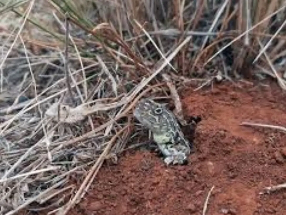 Victorian Grassland Earless Dragon (Tympanocryptis pinguicolla)