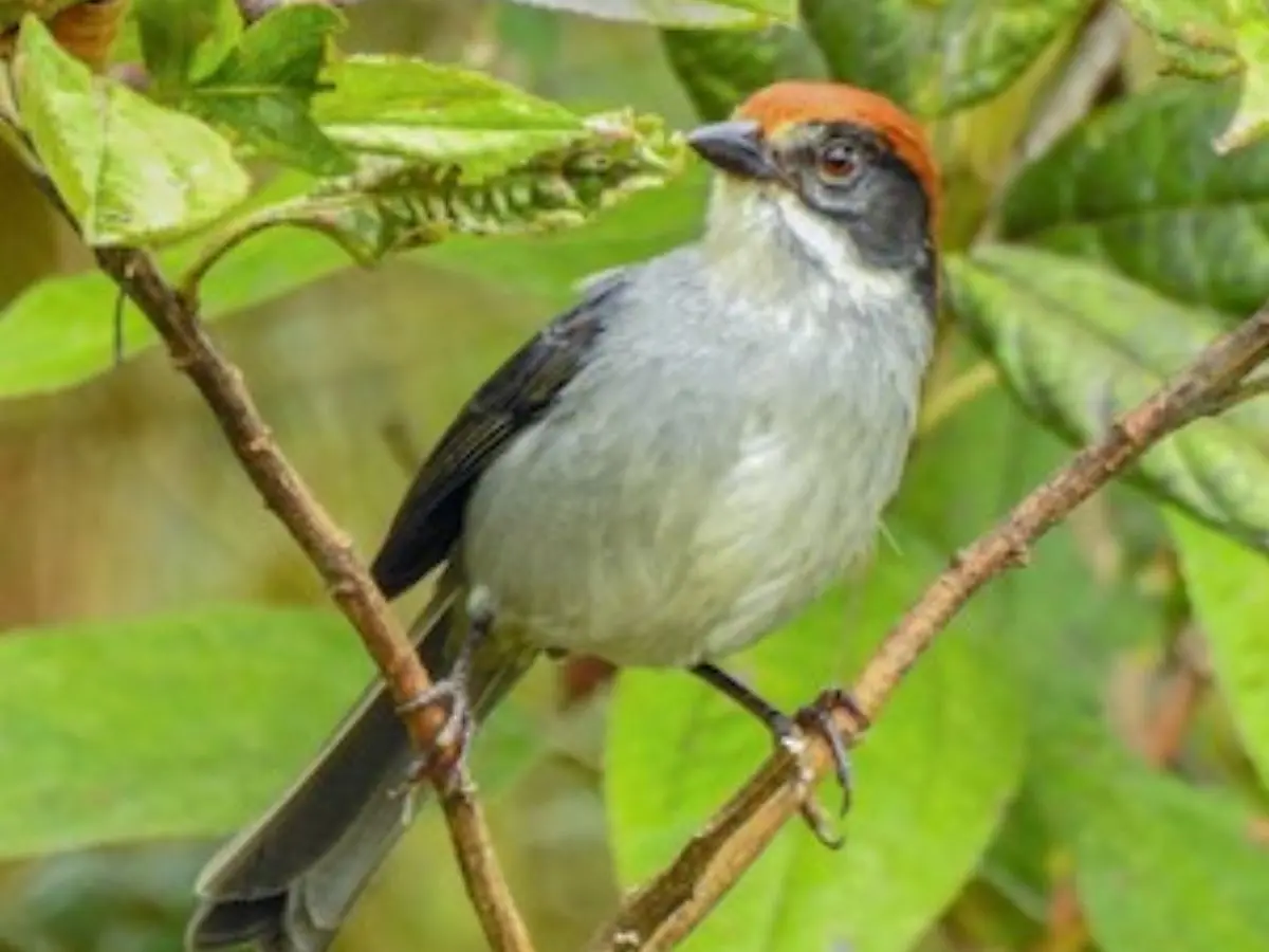 Antioquia Brushfinch