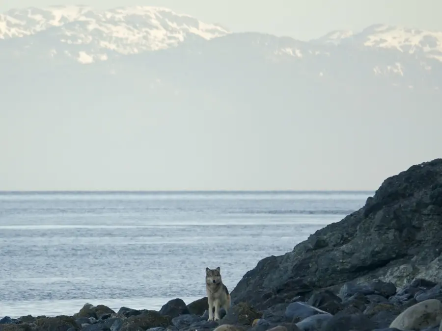 These wolves wiped out every deer, then turned to an unexpected new prey