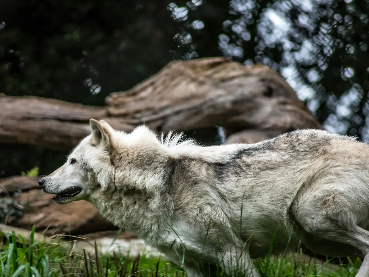 Sound of a married couple fighting is being used to scare wolves in US. 'Humans are bad...' Sound of a married couple fighting is being used to scare wolves in US. 'Humans are bad...'