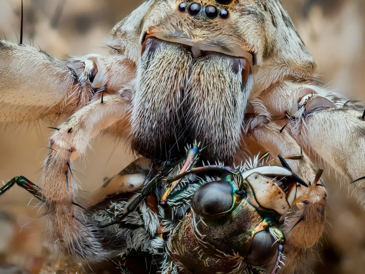 Fearing being killed by sexually aggressive females, male tarantulas evolve extra-long genitals