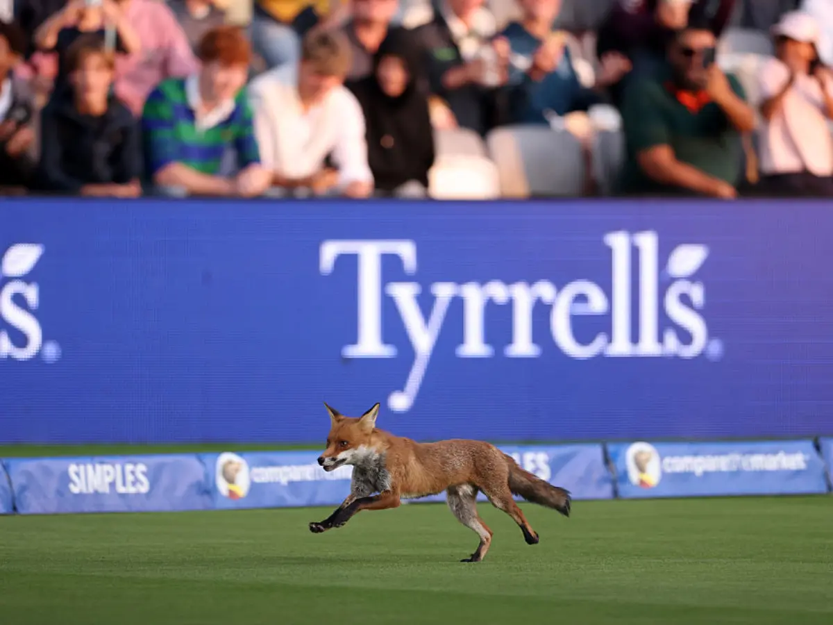 Fox rocks Lord's pitch! Invades The Hundred contest between London Spirit and Oval Invincibles - Watch