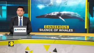 Ocean's Loudest Voices Fall Silent in Unprecedented Marine Crisis
