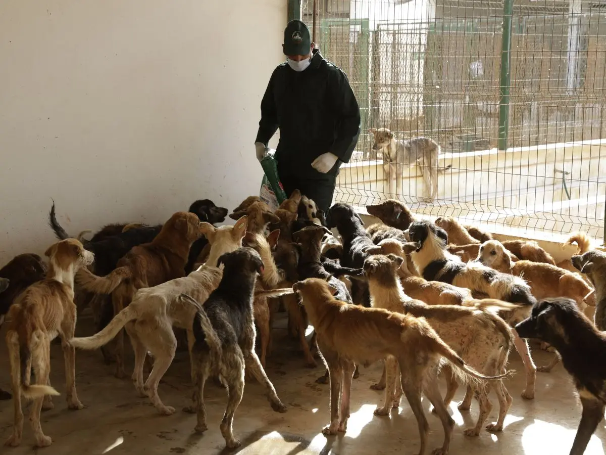 2030 FIFA World Cup host Morocco under pressure to save stray dogs