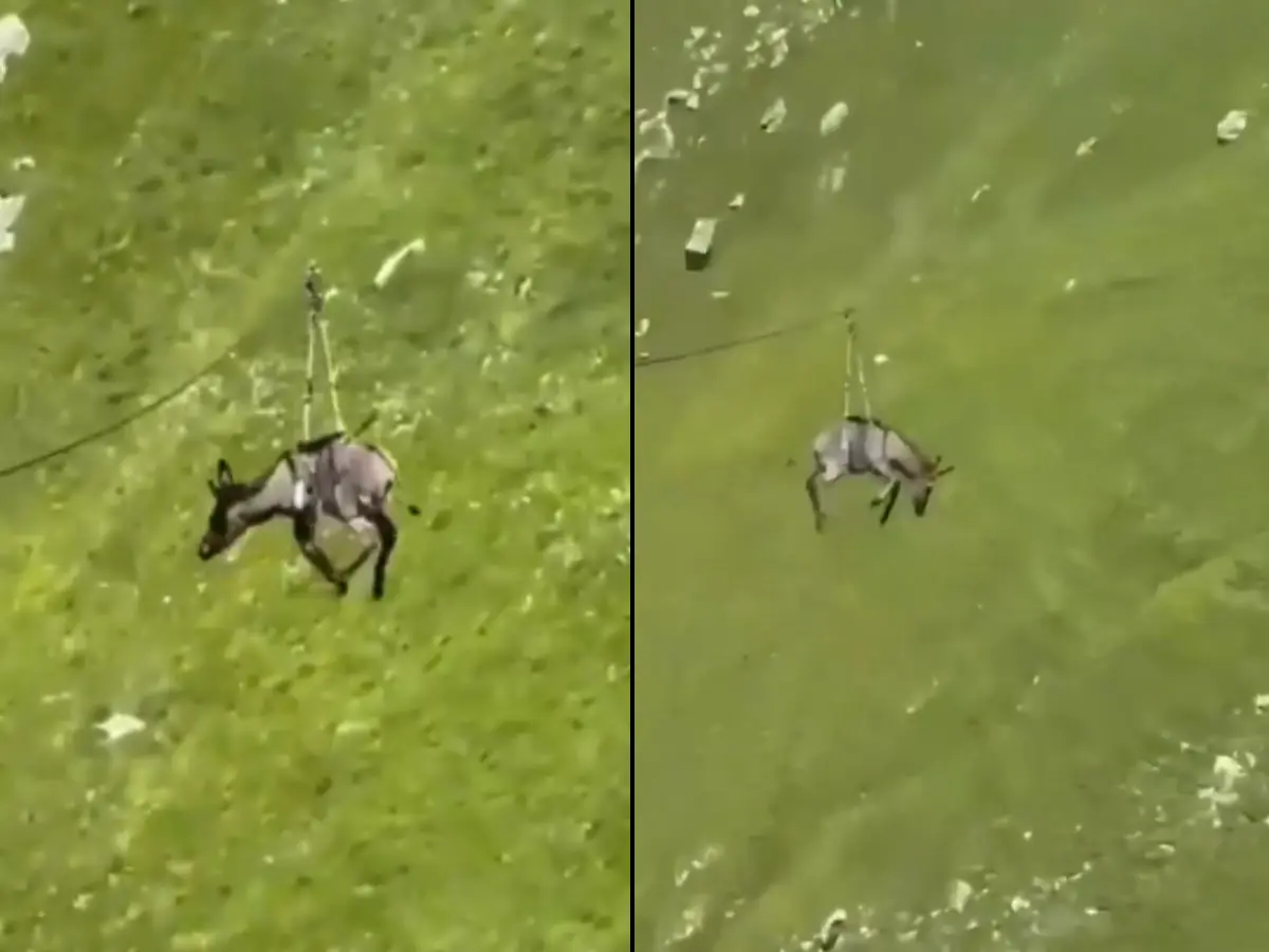Donkey made to zipline in Russia. Police says, 'no way to tell if it was traumatised or had a great time'
