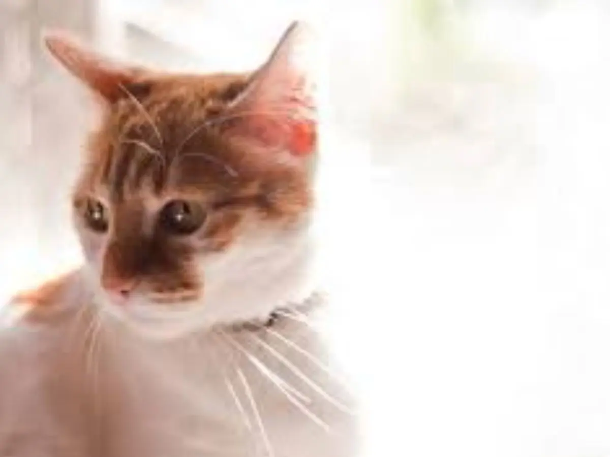 Maine Coon Cat