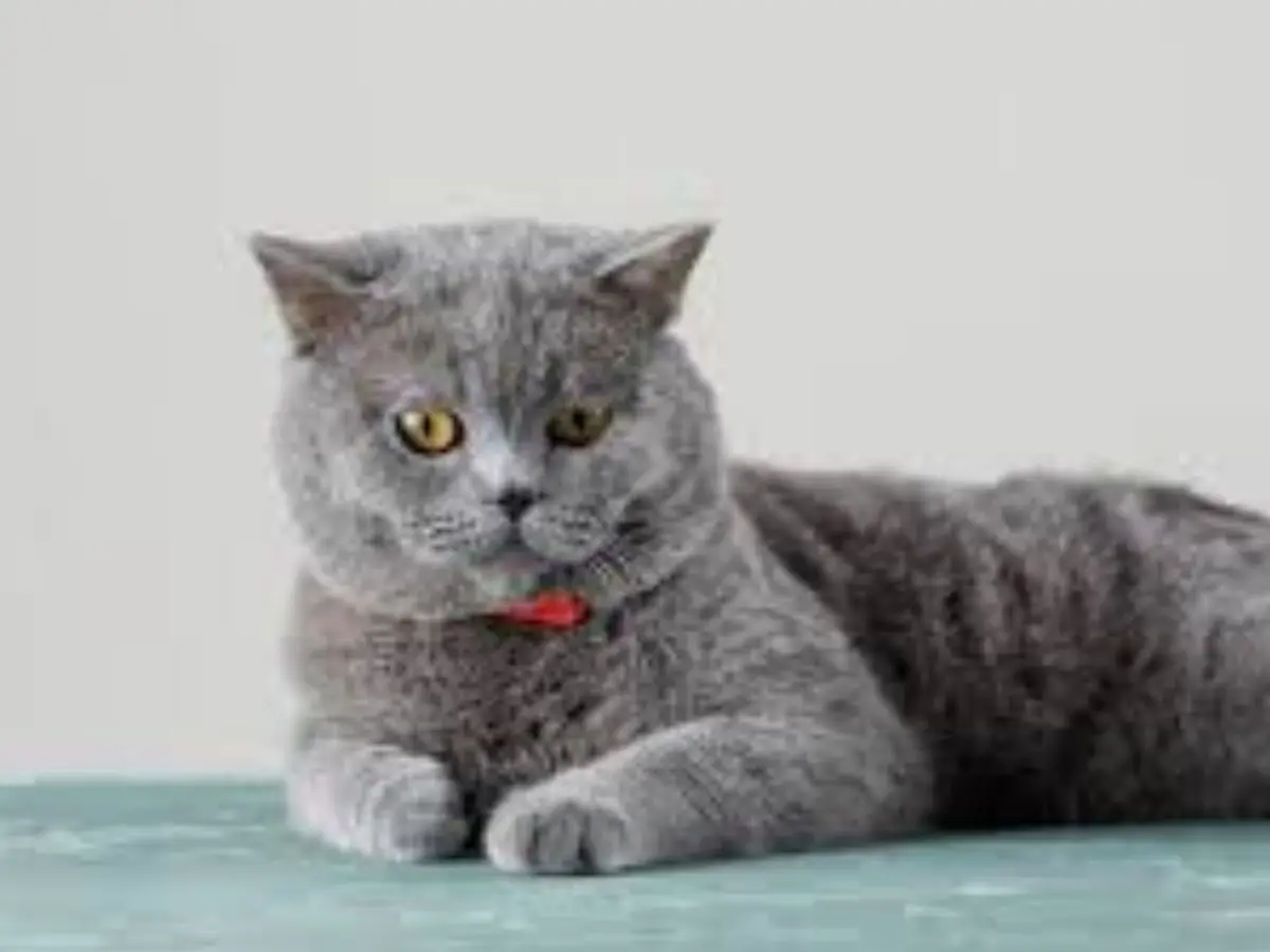 British Shorthair Cat