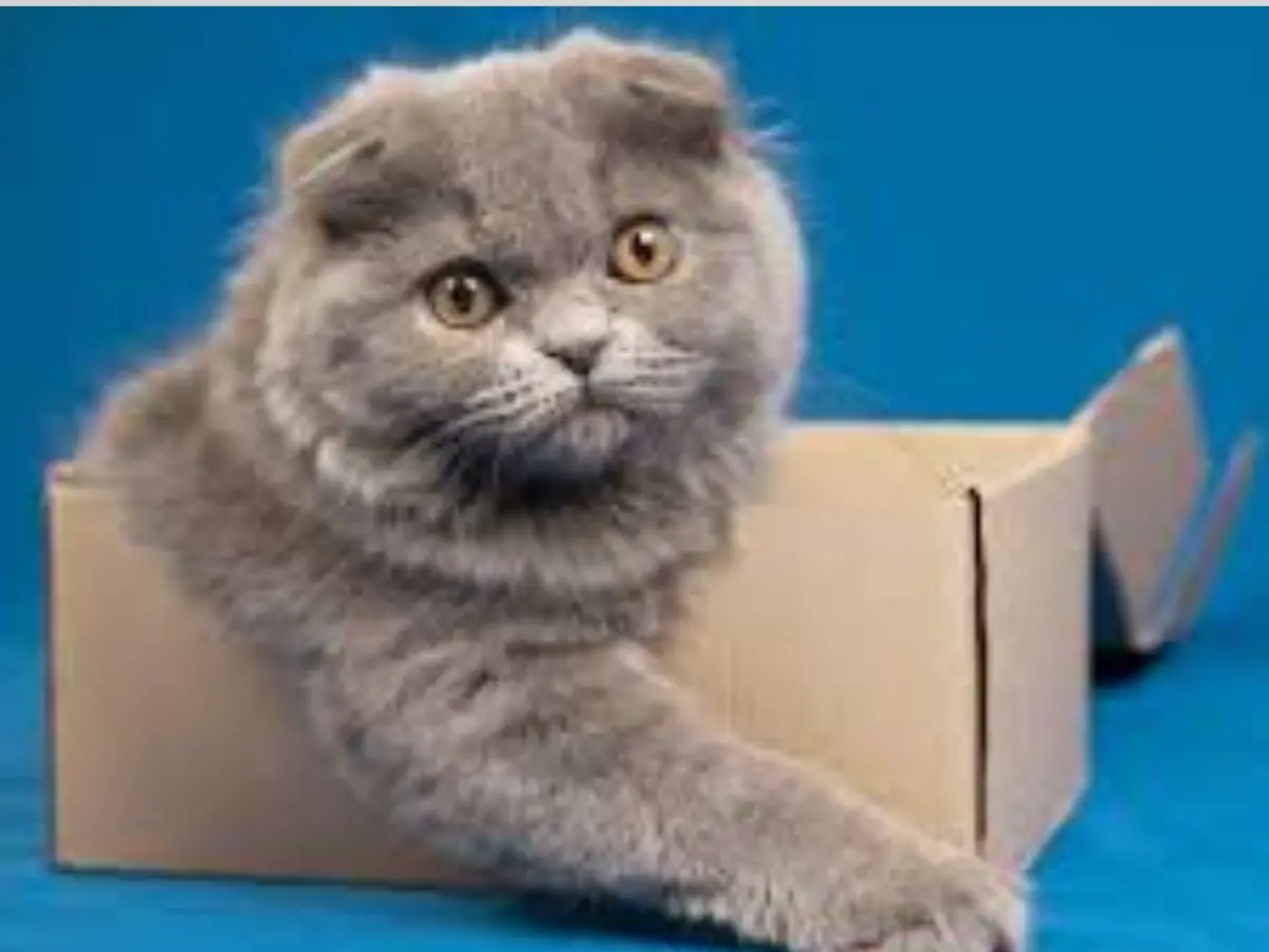 Scottish Fold Cat