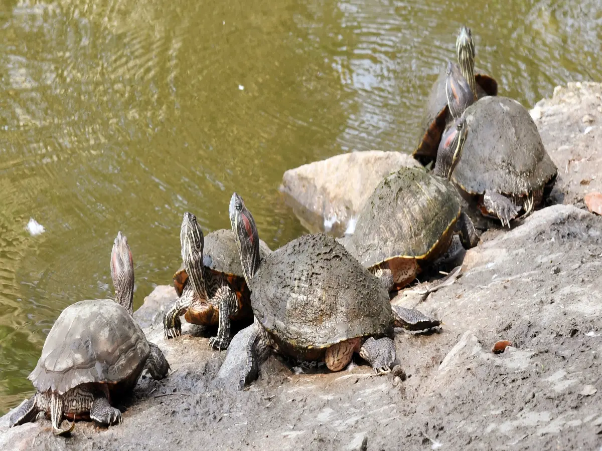 Thousands of live turtles in suitcase: Indian national arrested at Kuala Lumpur airport