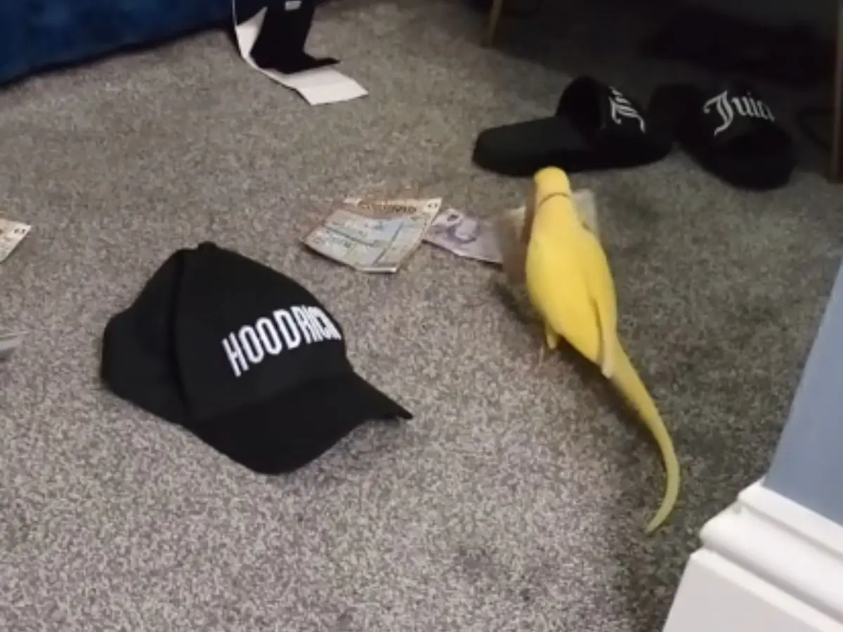 Drug dealer’s talking parrot helps British cops uncover gang’s illegal activities - Here’s how
