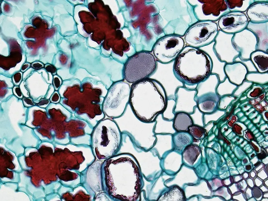 Scientists find cause of one of the world’s most common cancers, ignite hope