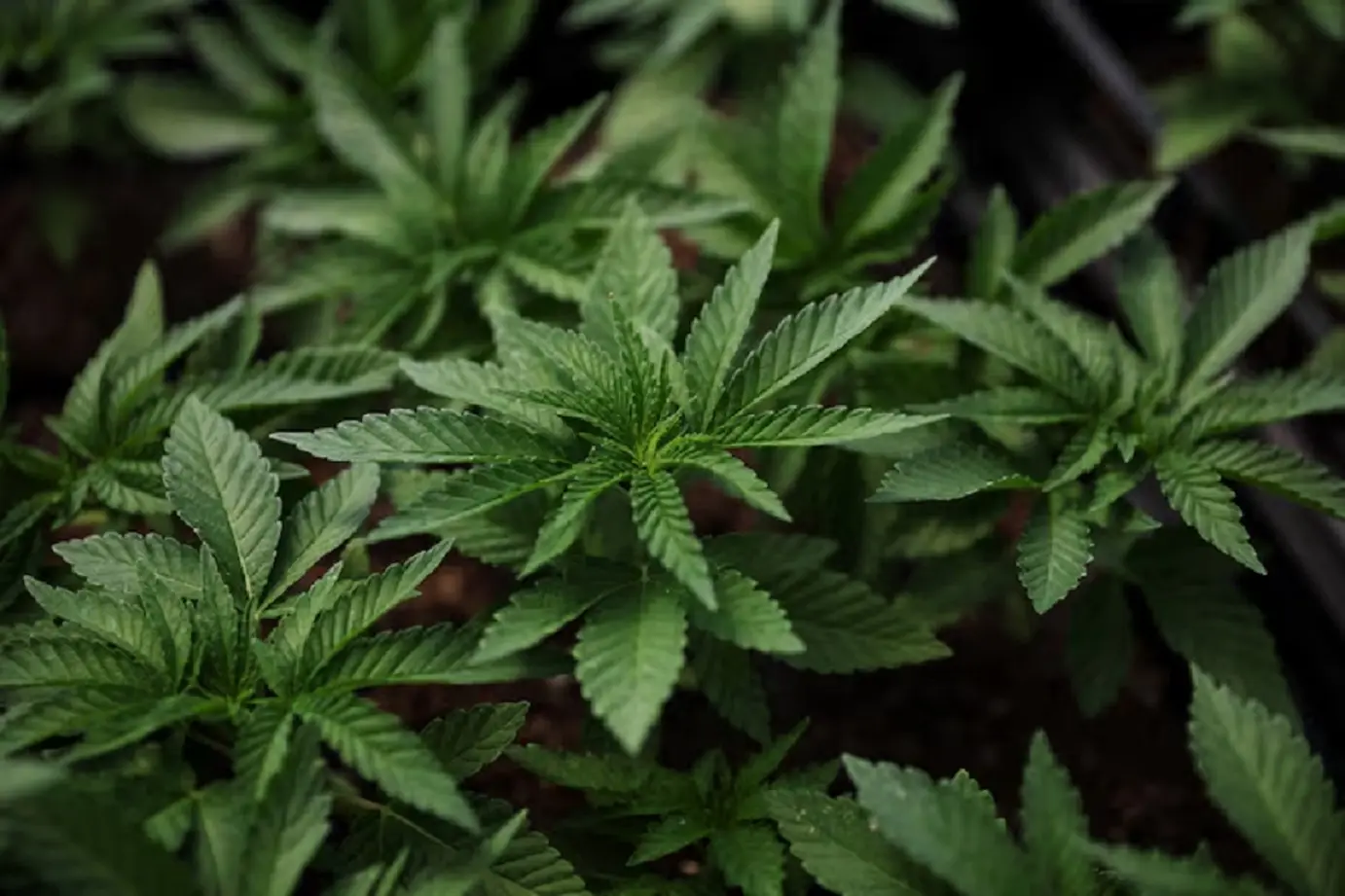 Trump planning to reclassify marijuana as less dangerous drug: Report