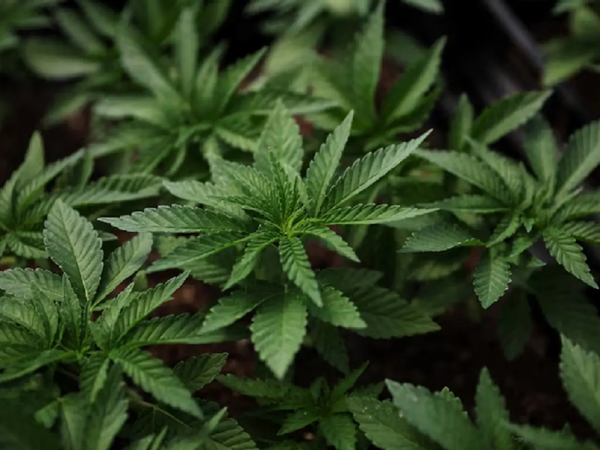 Trump planning to reclassify marijuana as less dangerous drug: Report Trump planning to reclassify marijuana as less dangerous drug: Report