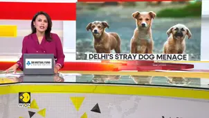 Supreme Court orders officials to move stray dogs to shelters
