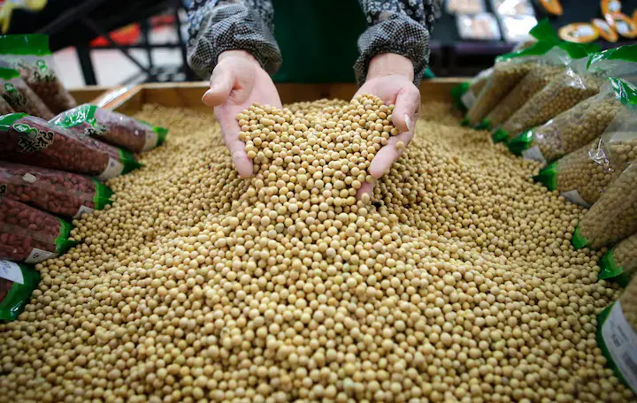 China reshapes soybean trade amid economic slump and rising tensions with the US
