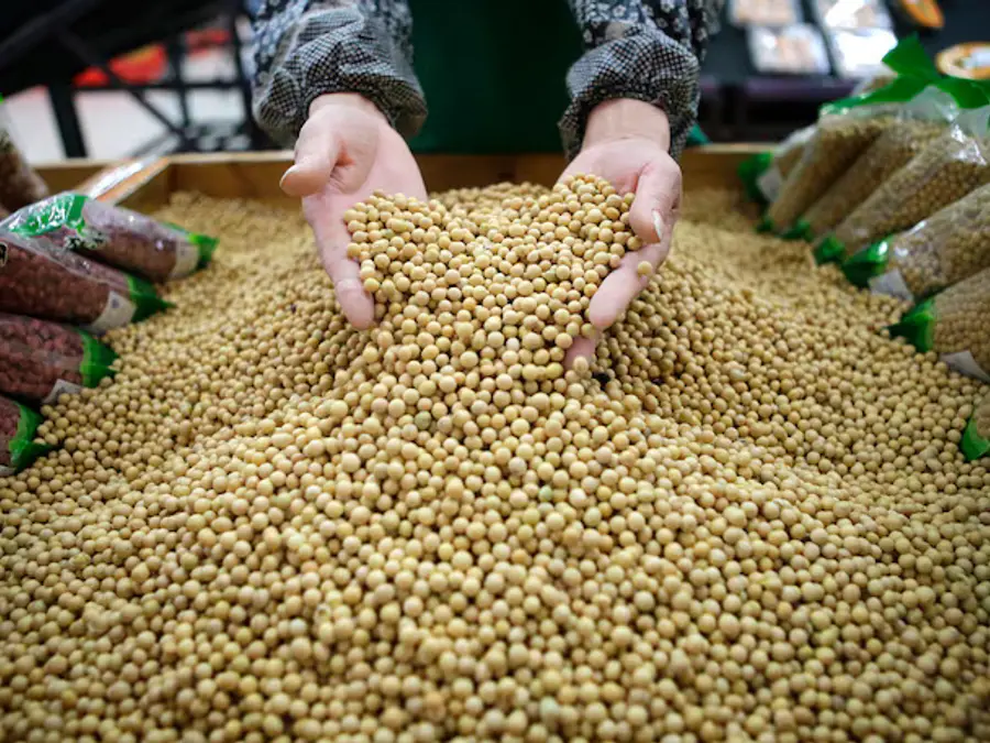 China reshapes soybean trade amid economic slump and rising tensions with the US