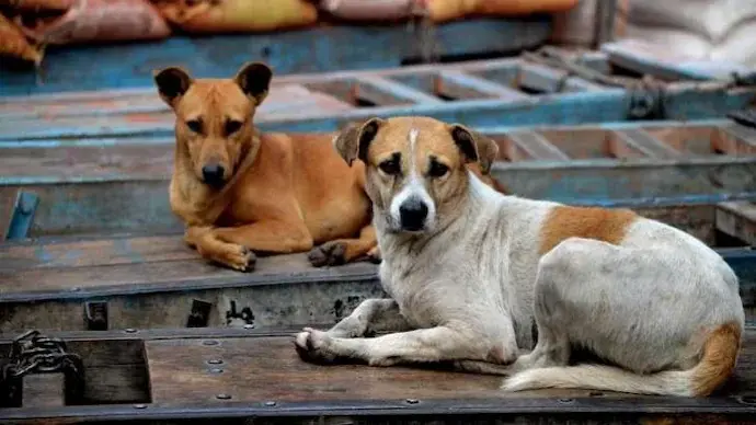 'Will activists bring back those fallen prey to rabies?': Supreme Court orders all stray dogs in Delhi-NCR to be moved to shelters