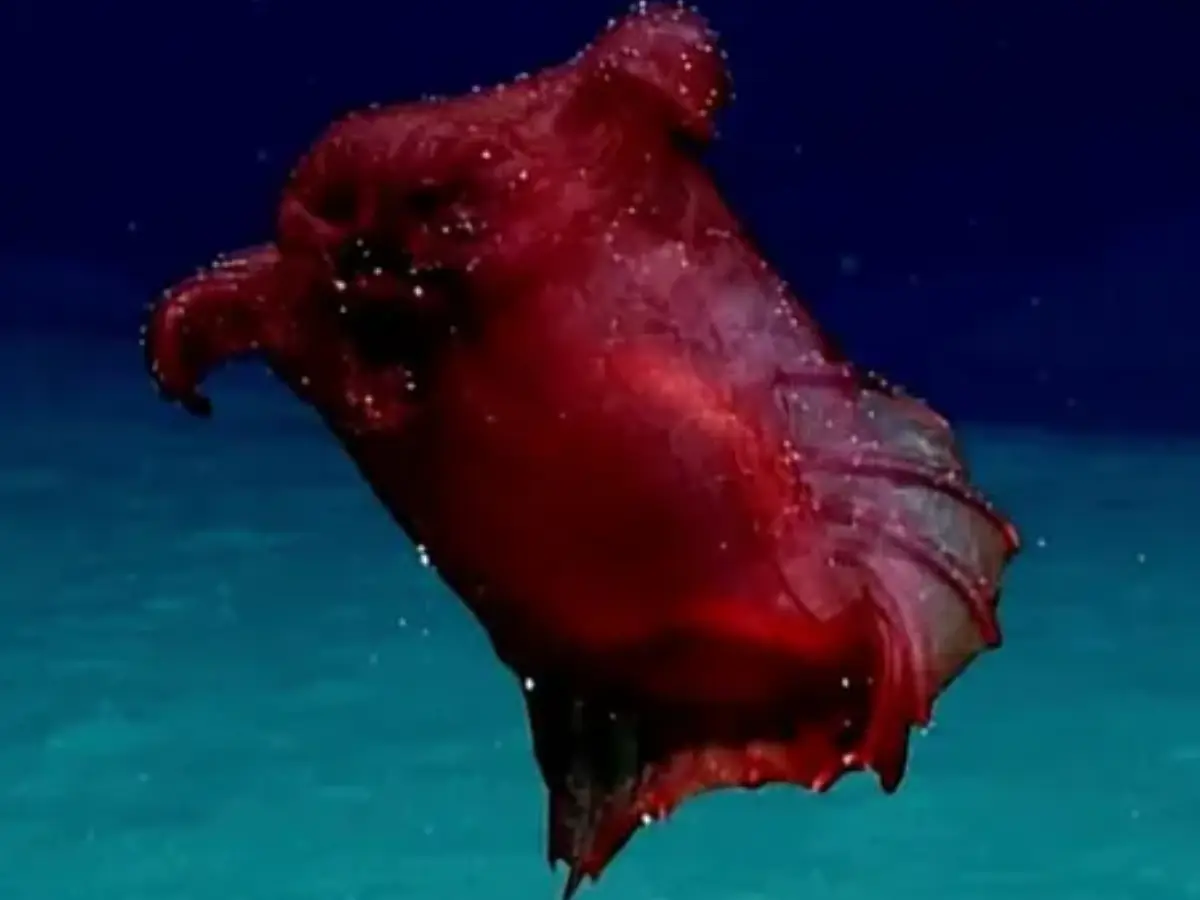 Deep-sea cucumber lives 1,600 ft below sea surface