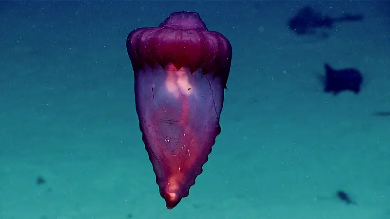 Mysterious sea creature looks like a small roast chicken