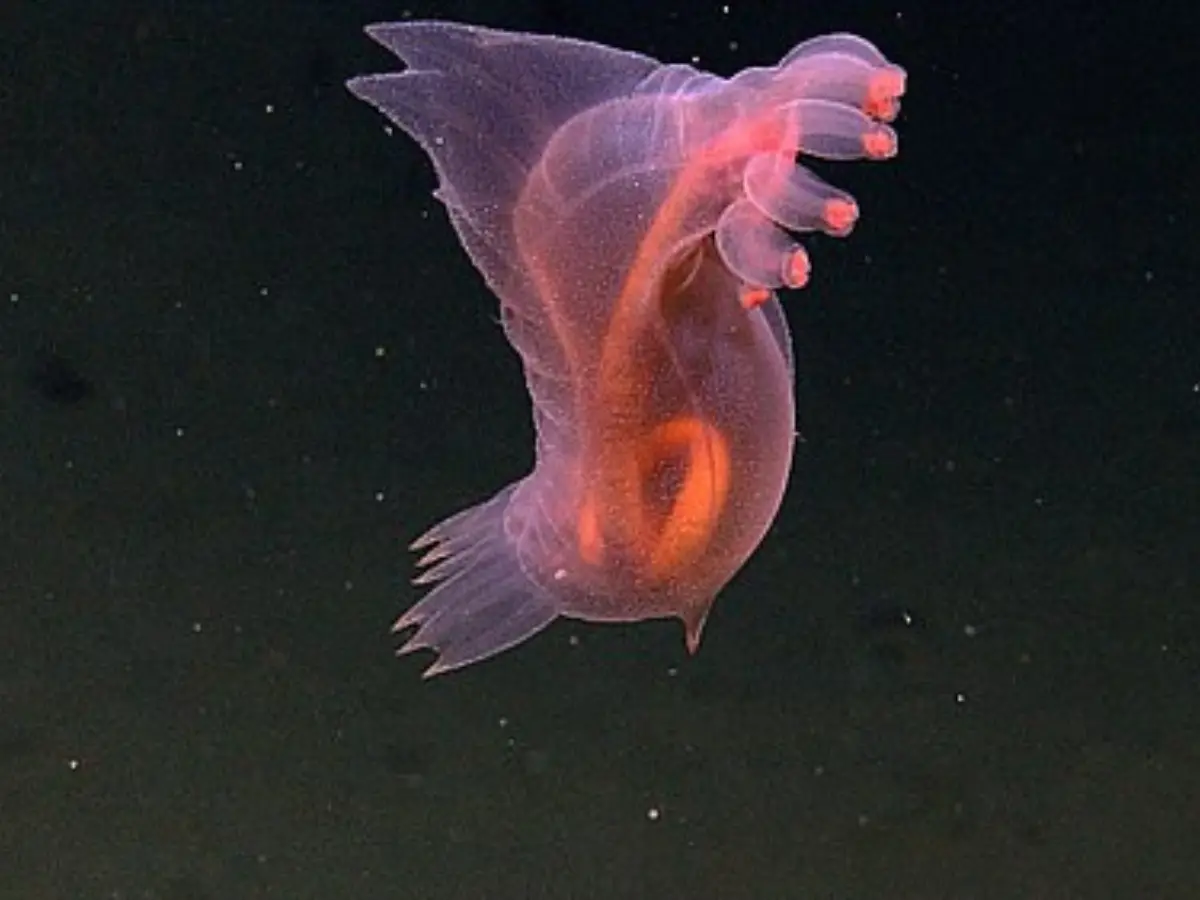 Burgundy and bizarre: Deep-sea creature looks like a roast chicken and eats poop