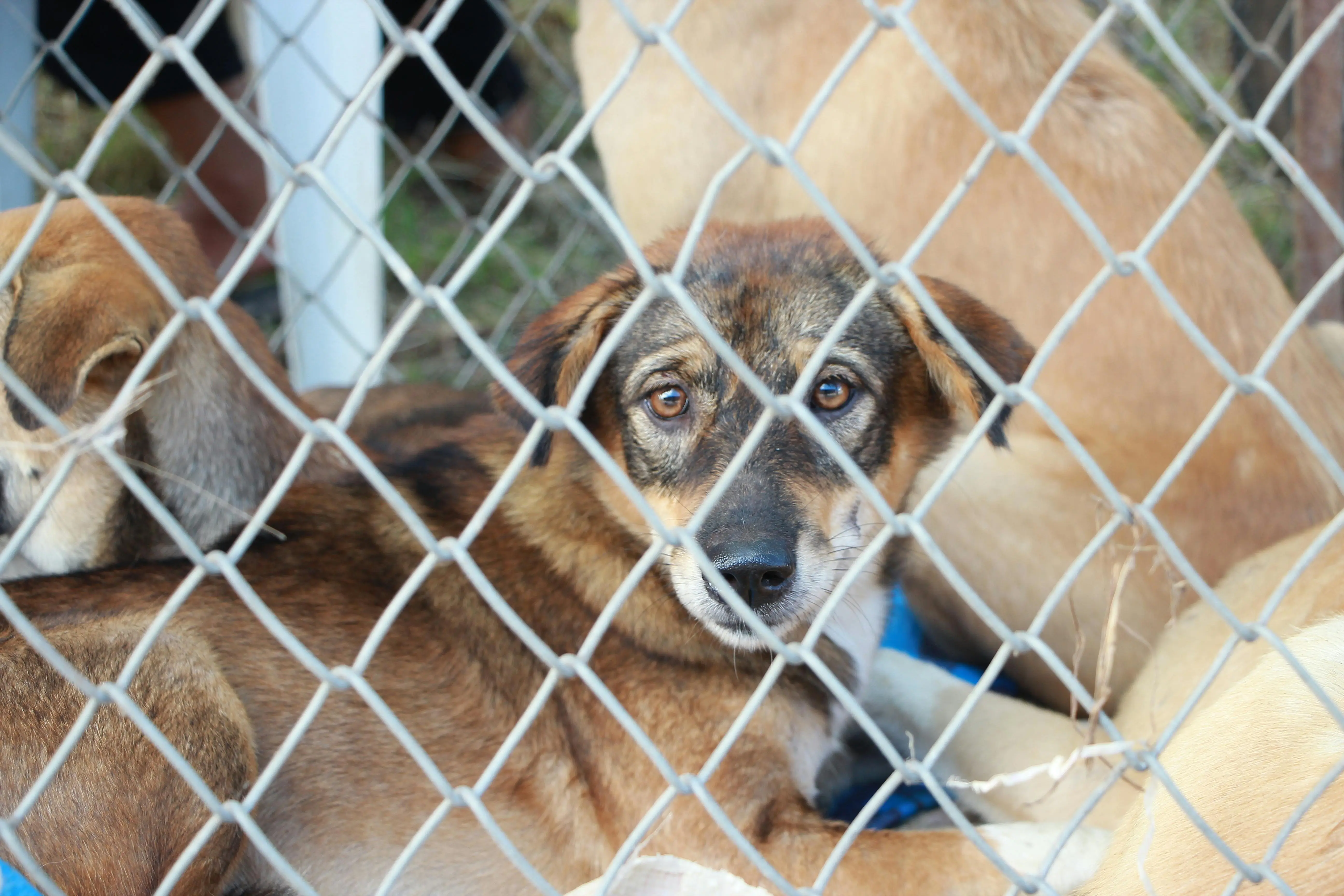 ‘Unscientific, NEVER worked’: PETA slams SC order for removal of 1 million stray dogs in Delhi NCR