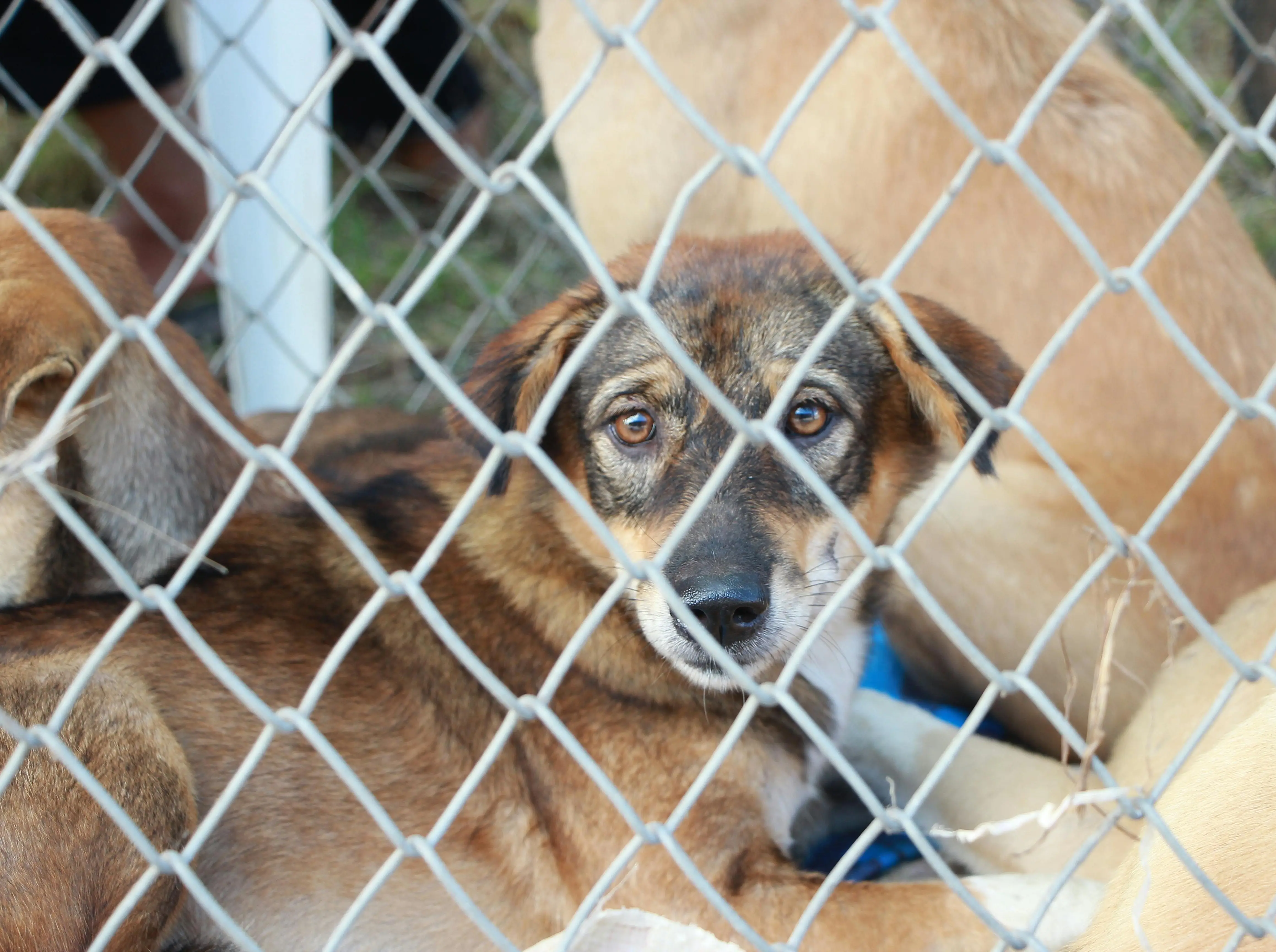 ‘Unscientific, NEVER worked’: PETA slams SC order for removal of 1 million stray dogs in Delhi NCR ‘Unscientific, NEVER worked’: PETA slams SC order for removal of 1 million stray dogs in Delhi NCR