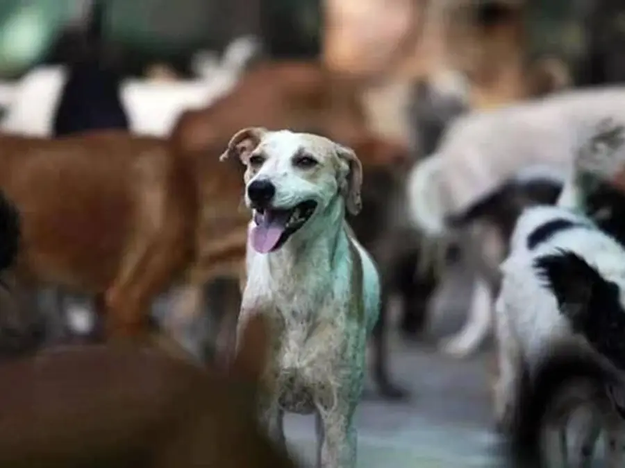 What about upkeep, will they be euthanised?: Internet divided on Supreme Court's judgement on moving stray dogs to shelters