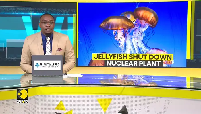 Rising seas spawn jellyfish Armada against France's largest nuke plant